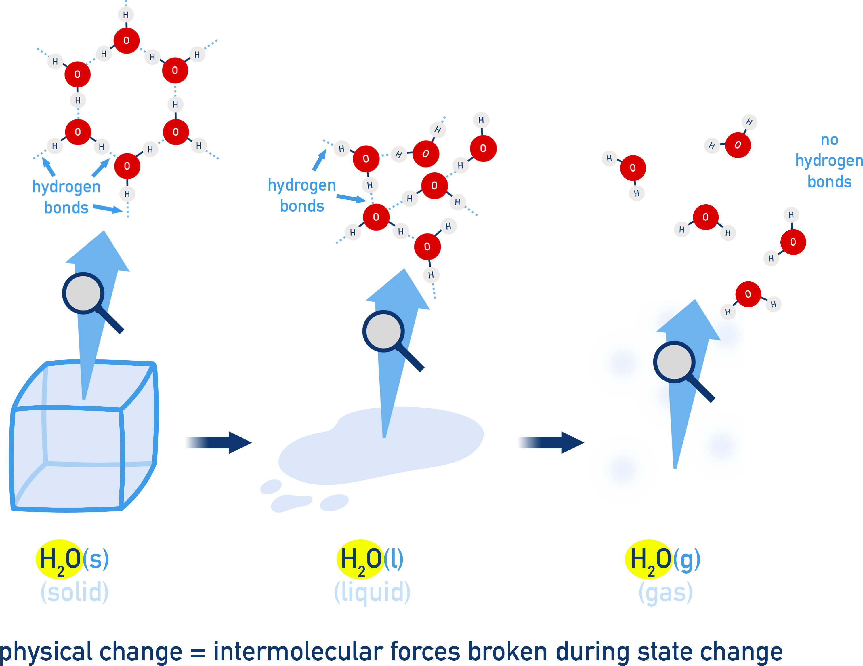 Hydrogen bonds between water molecules broken during melting or boiling.