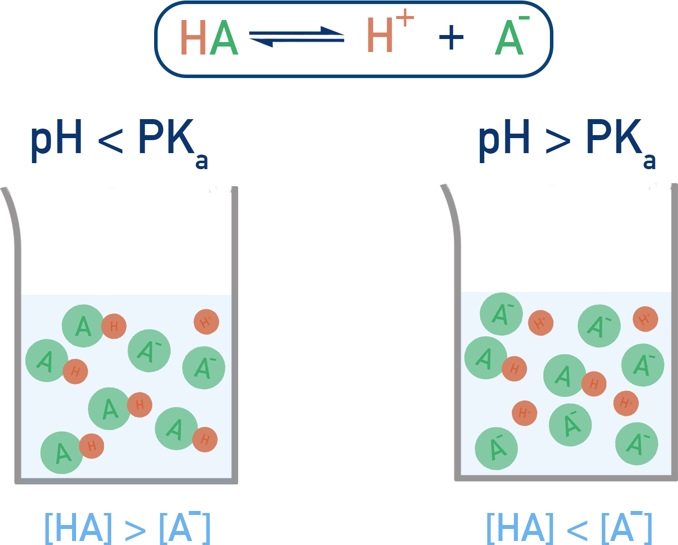 AP Chemistry diagram showing relationship of HA and A− concentrations when pH is lower or higher than pKa.