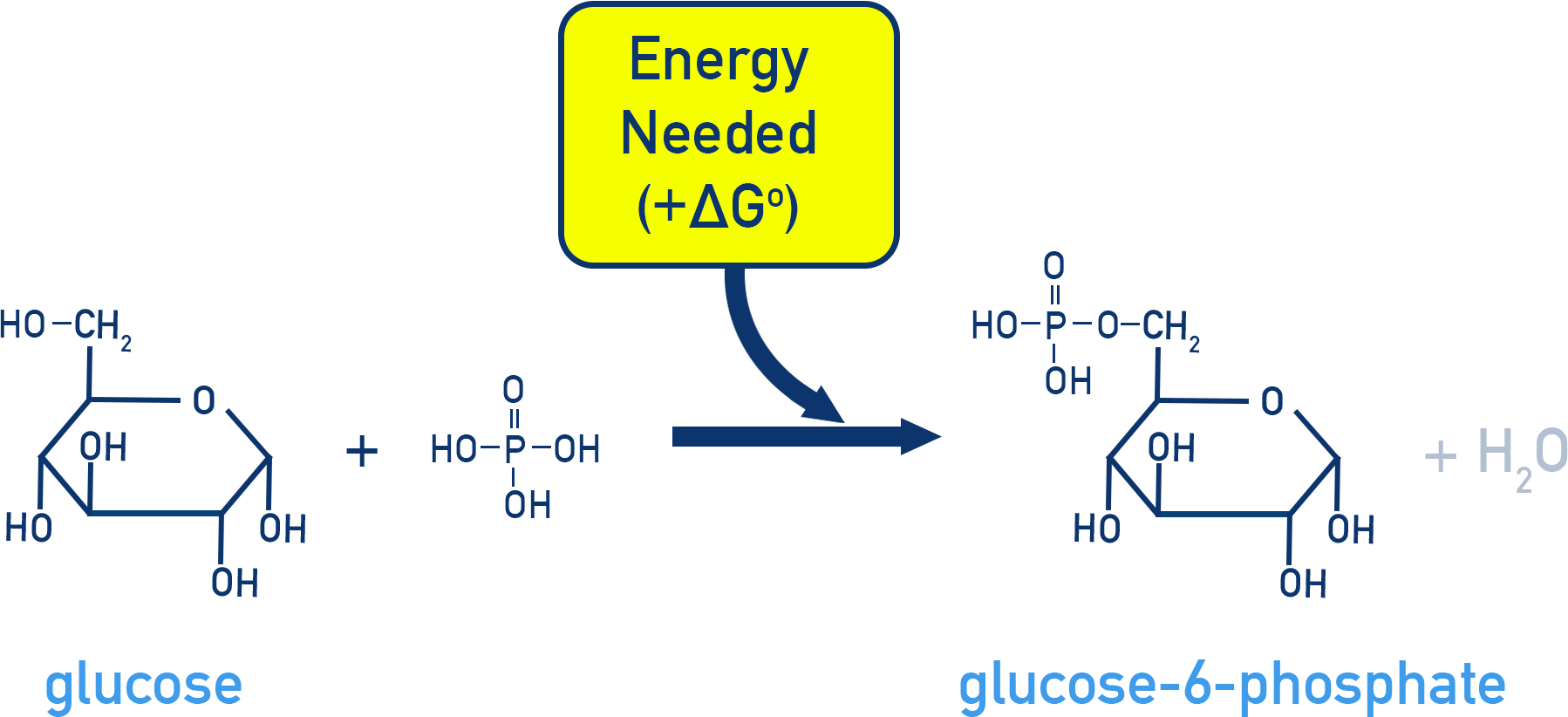 AP Chemistry diagram of unfavorable phosphorylation: glucose + phosphate → glucose-6-phosphate.