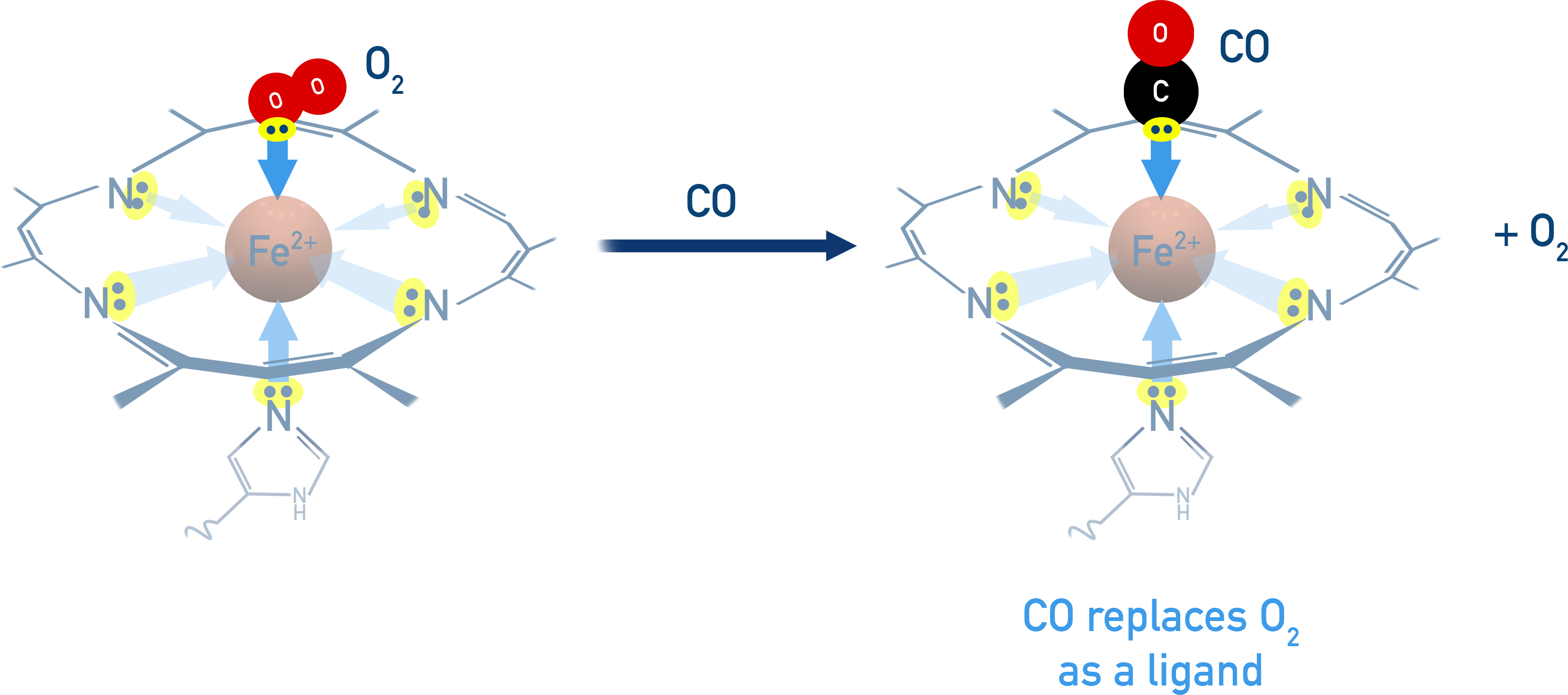 AQA A-Level Chemistry schematic of haem group showing Fe2+ centre and multidentate ligand environment