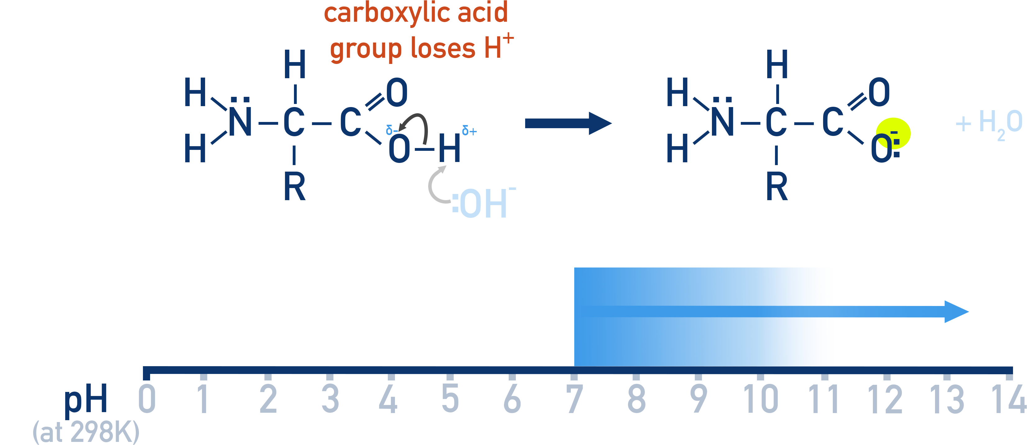 AQA A-Level Chemistry diagram showing amino acid in alkaline solution where the carboxyl group is deprotonated to COO−