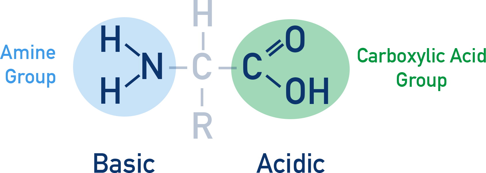 AQA A-Level Chemistry diagram highlighting acidic carboxyl group and basic amine group in an amino acid