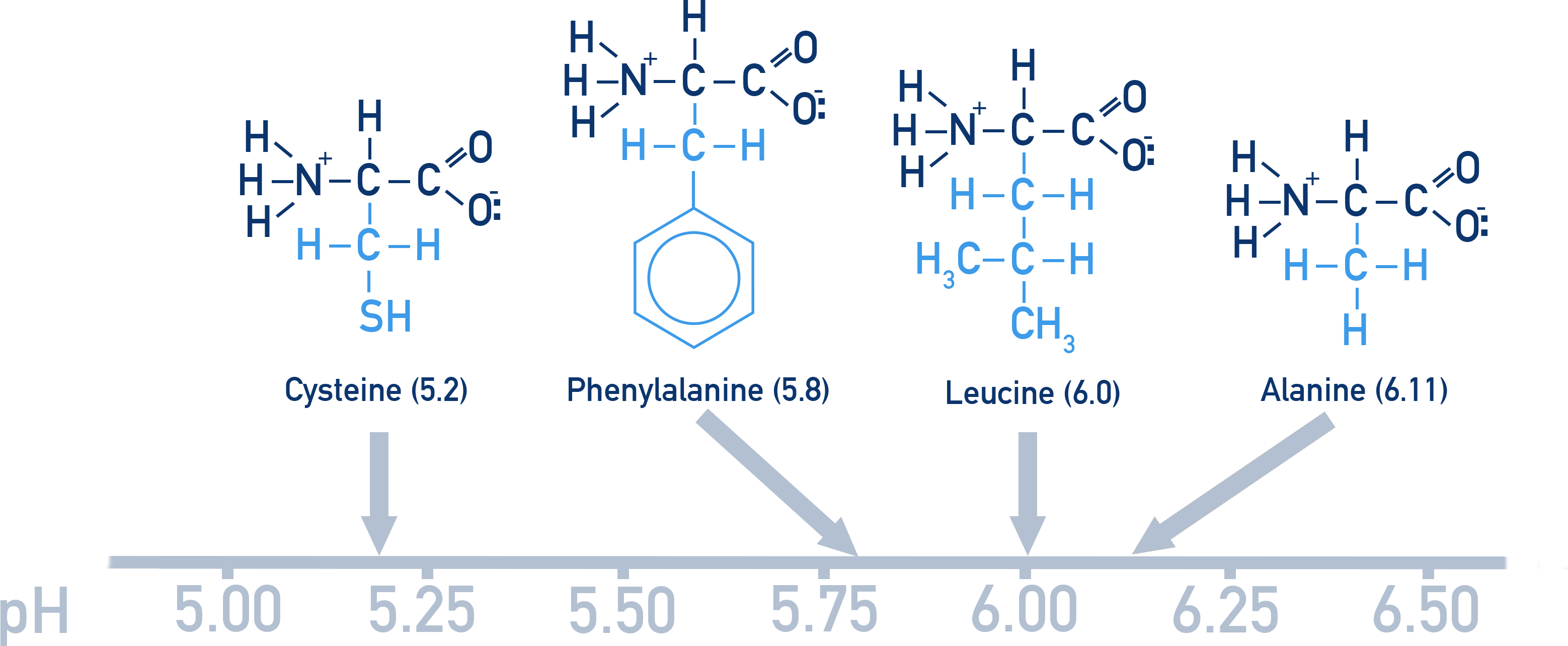 AQA A-Level Chemistry diagram comparing different amino acids showing different isoelectric points and zwitterion formation
