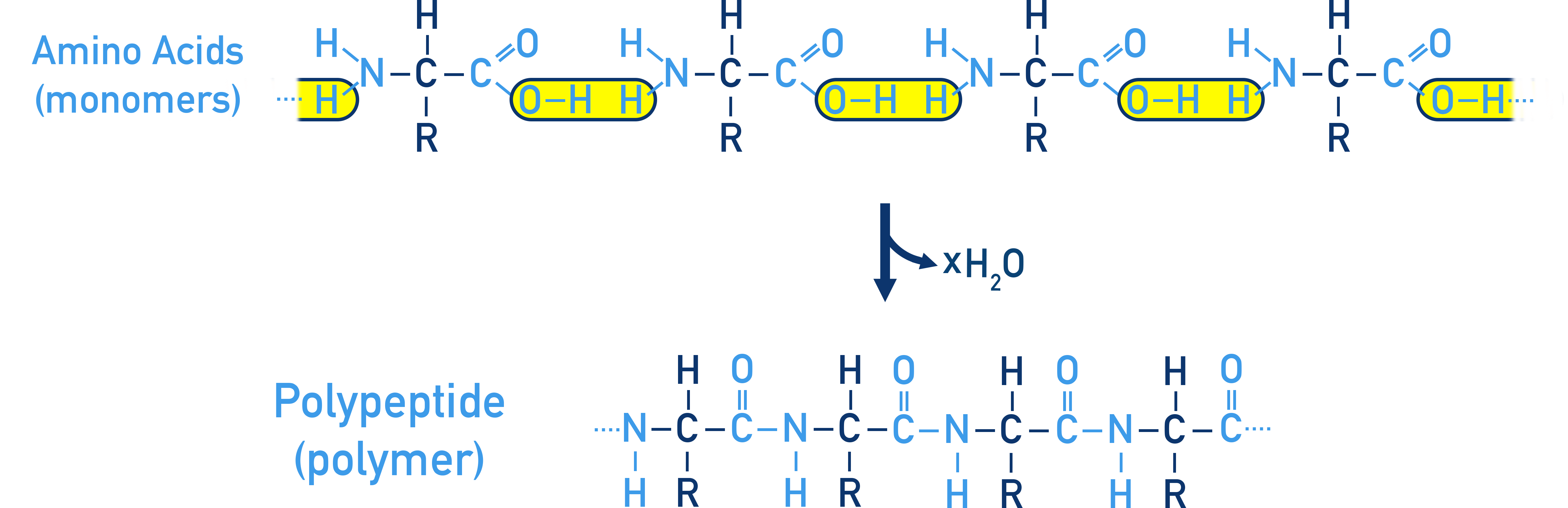 AQA A-Level Chemistry condensation reaction forming a peptide bond with water as a by-product