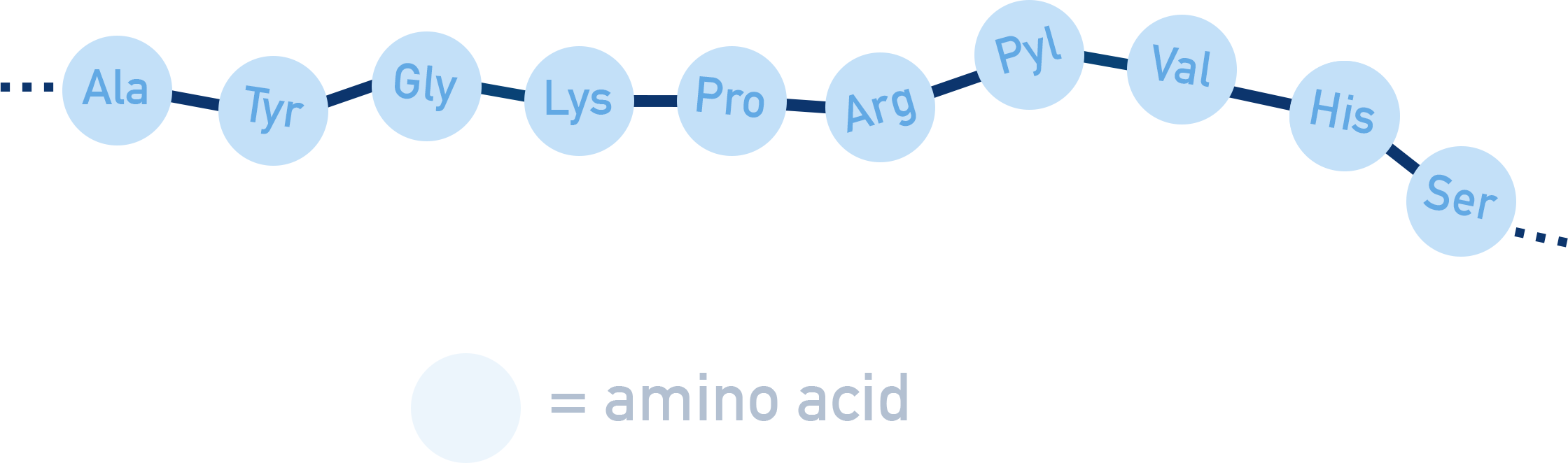 AQA A-Level Chemistry diagram showing a protein as a polymer chain made from amino acids linked by peptide bonds