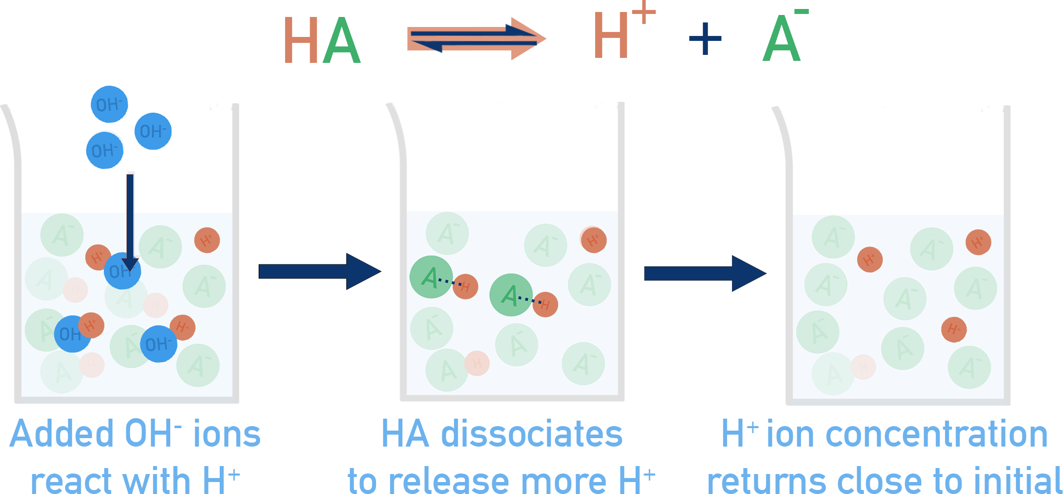 IB HL Chemistry diagram showing added OH− reacting with H+; HA dissociates to replace H+ in an acidic buffer