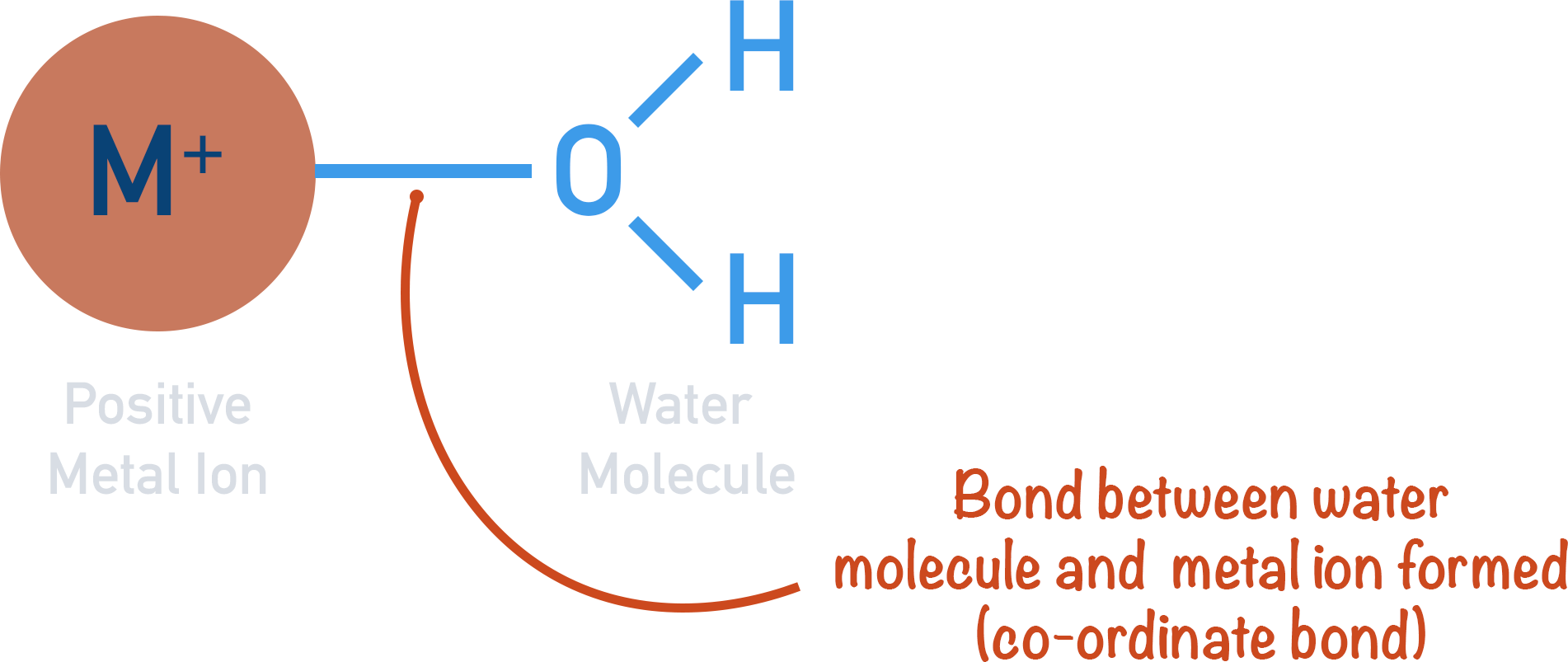 co-ordinate bond between ligand and transition metal ion