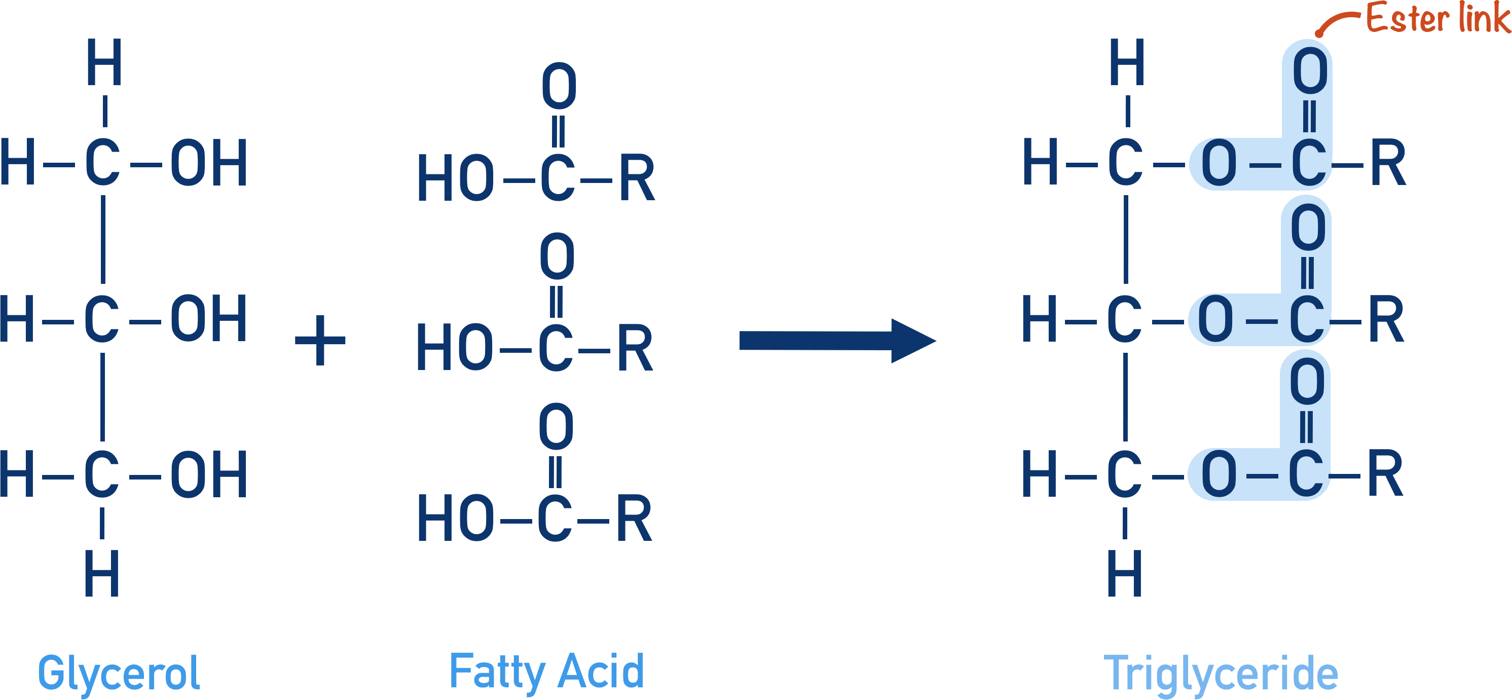 fatty acid and glycerol to form triglyceride
