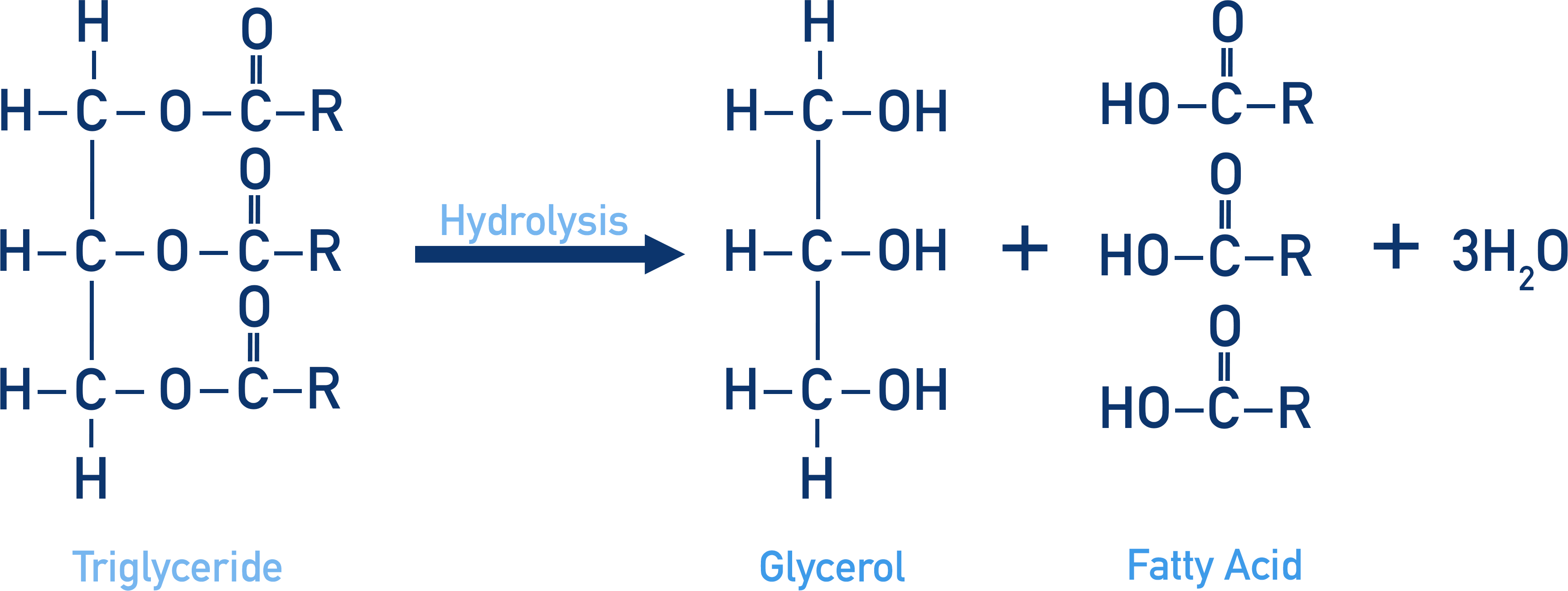 hydrolysis of triglyceride fat to glycerol and fatty acids