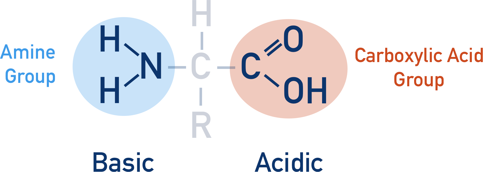 amino acid amine group basic carboxylic acid acidic