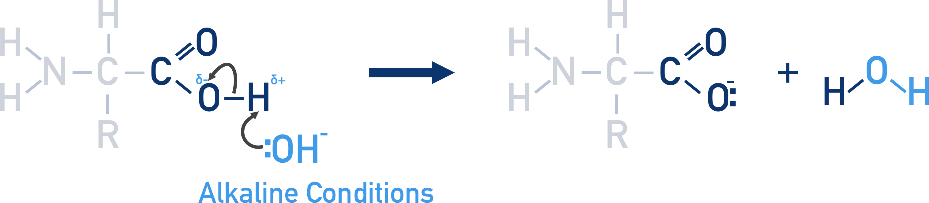amino acid with hydroxide ions
