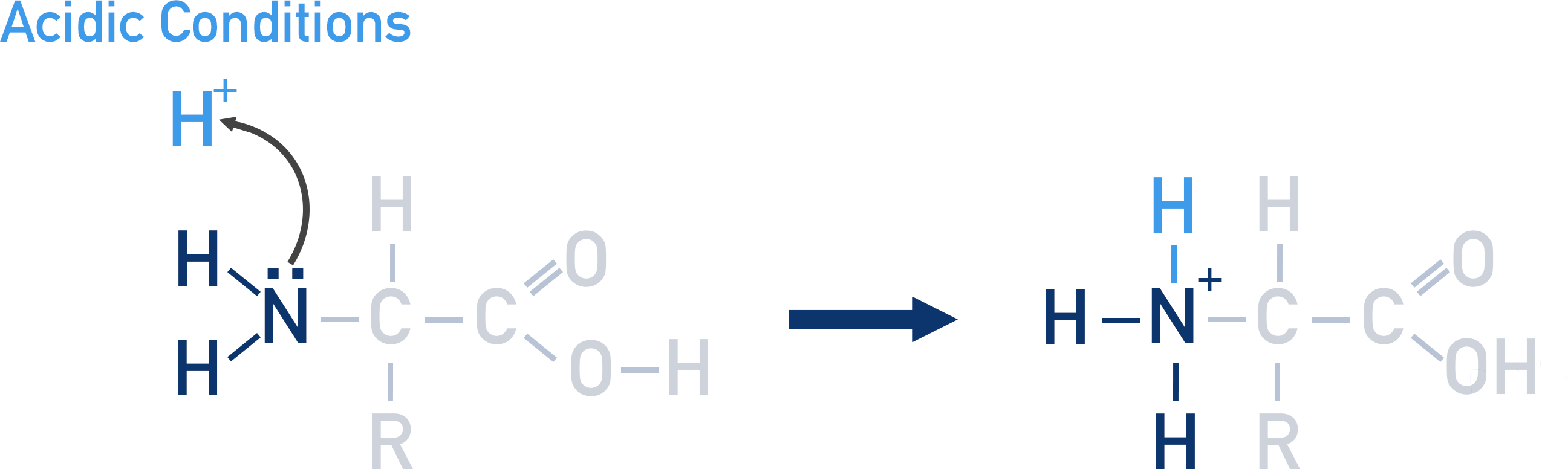 amino acids with acid