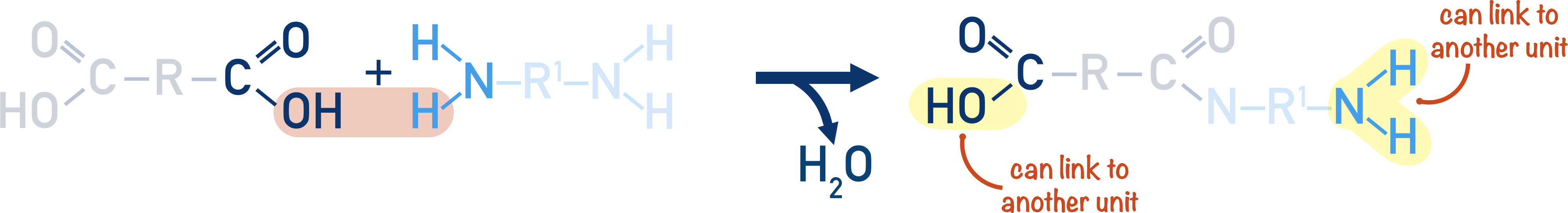 condensation polymerisation peptide dicarboxylic acid and diamine