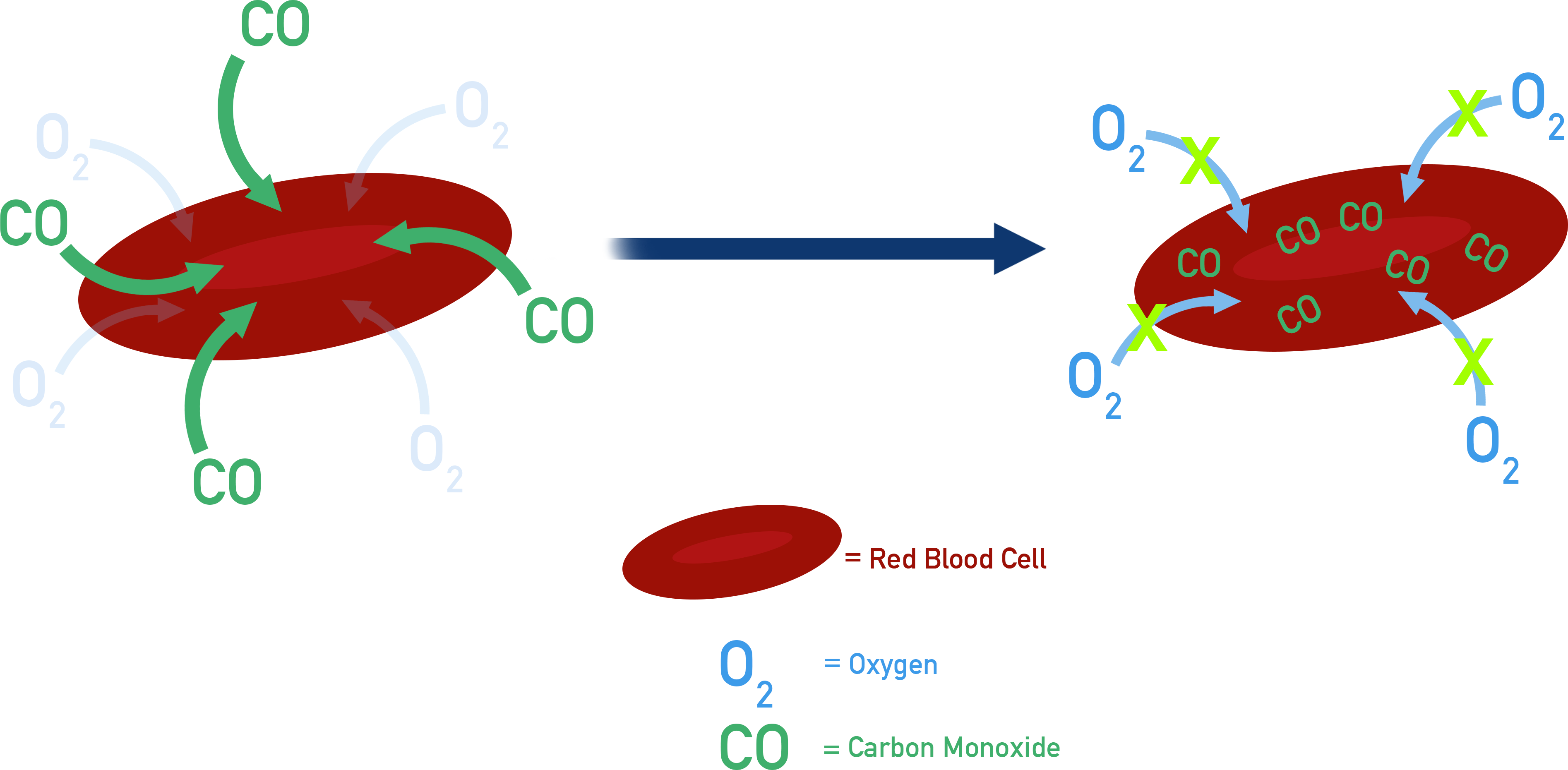 Carbon Monoxide toxic haemaglobin a-level chemistry red blood cells
