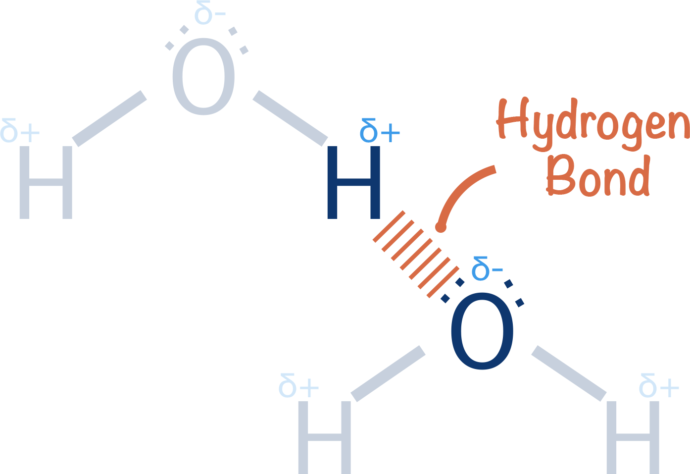 hydrogen bond between intermolecular forces  water