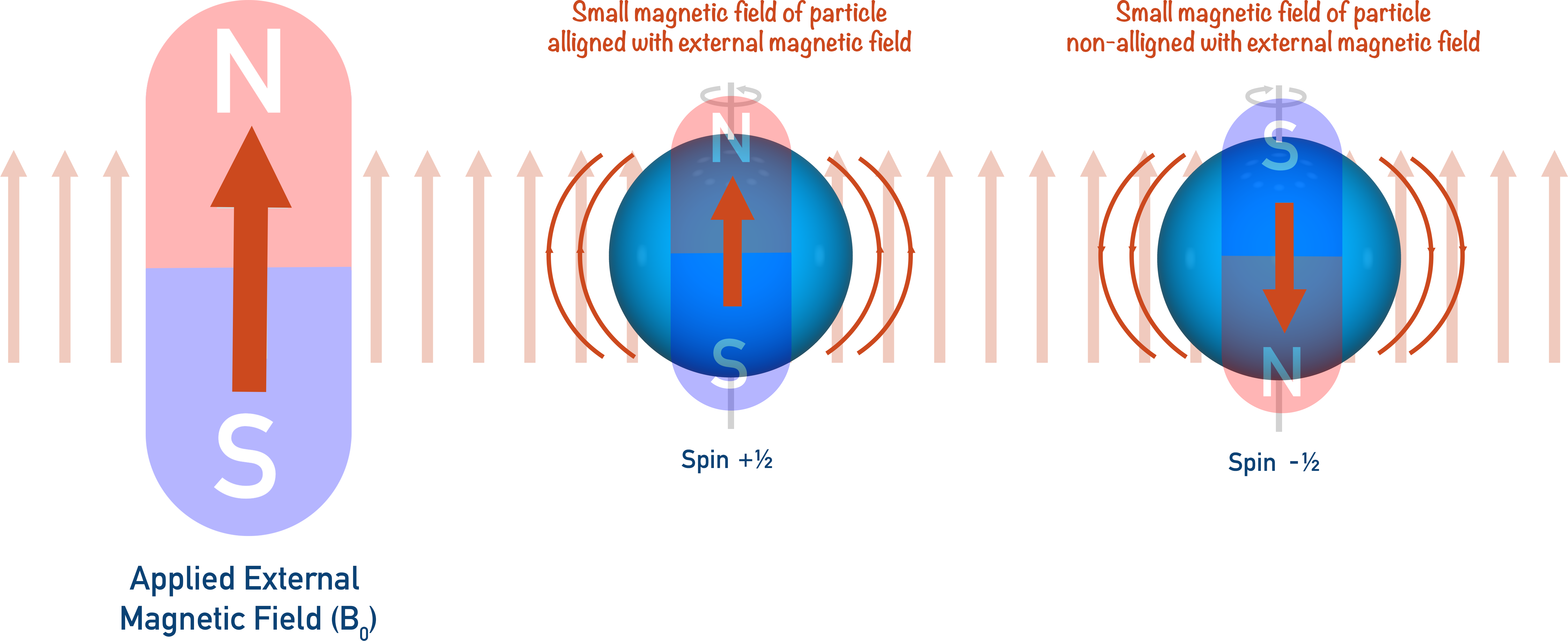 NMR spectroscopy aligning particle magnetic fields with external field