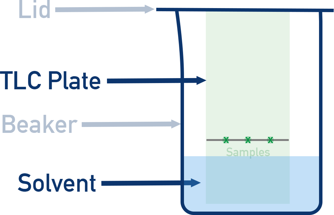 NCERT 11 Chemistry TLC developing chamber with solvent front and baseline marked for sample spots.