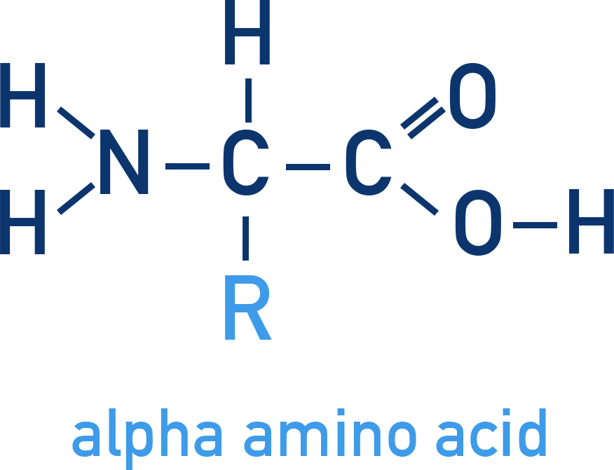 Chemistry Class 12 Biomolecules diagram showing the general structure of an α-amino acid with NH2, COOH, H and side chain R attached to the α-carbon.