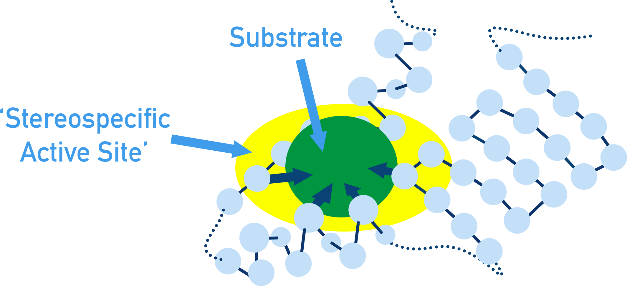 NCERT 12 Chemistry diagram showing enzyme action: substrate binding at the active site, formation of enzyme–substrate complex, catalysis, and product release.