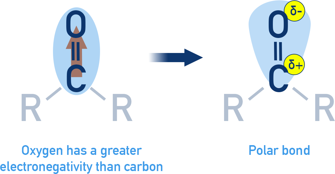 NCERT Class 12 Chemistry diagram showing polarity of the C=O bond with δ+ on carbon and δ− on oxygen.
