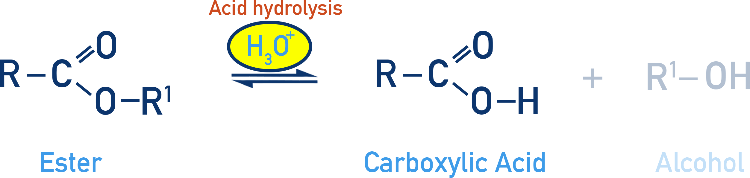 NCERT Class 12 Chemistry diagram showing acid-catalysed hydrolysis of an ester to a carboxylic acid and alcohol.