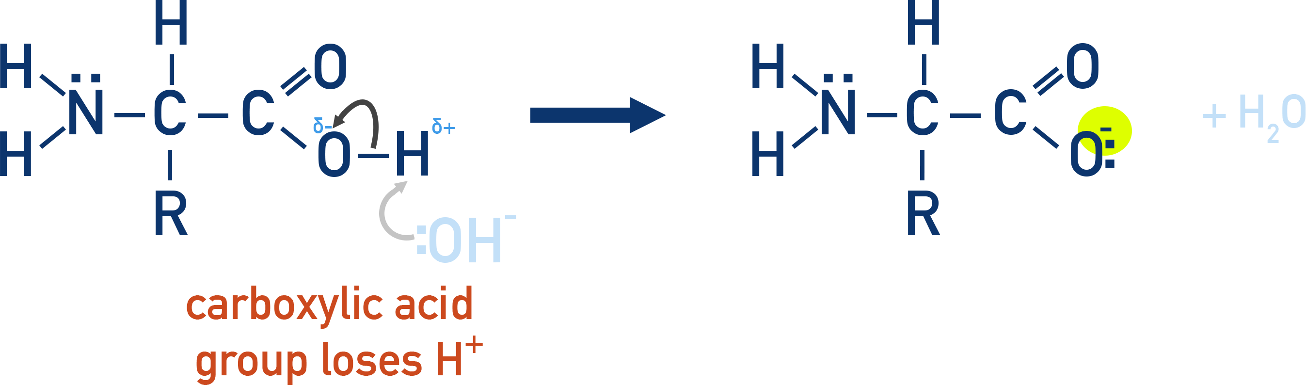 OCR (A) A-Level Chemistry reaction of amino acid with alkali forming carboxylate salt.