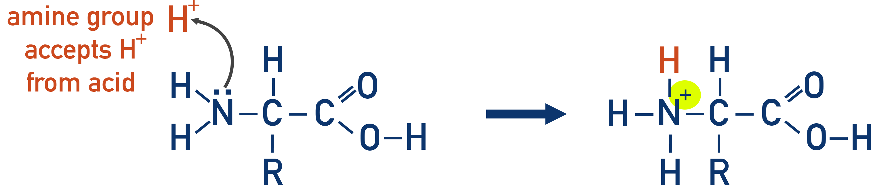 OCR (A) A-Level Chemistry reaction of amino acid with acid forming ammonium salt.