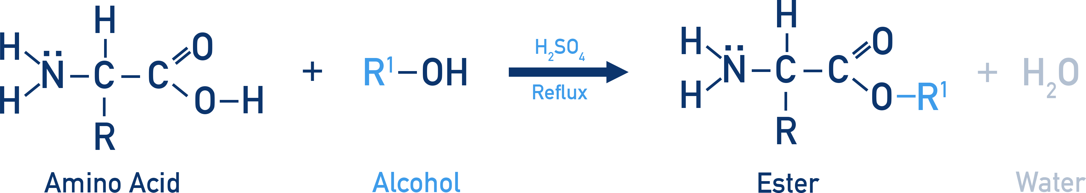 OCR (A) A-Level Chemistry esterification reaction of amino acid with alcohol forming ester and water.